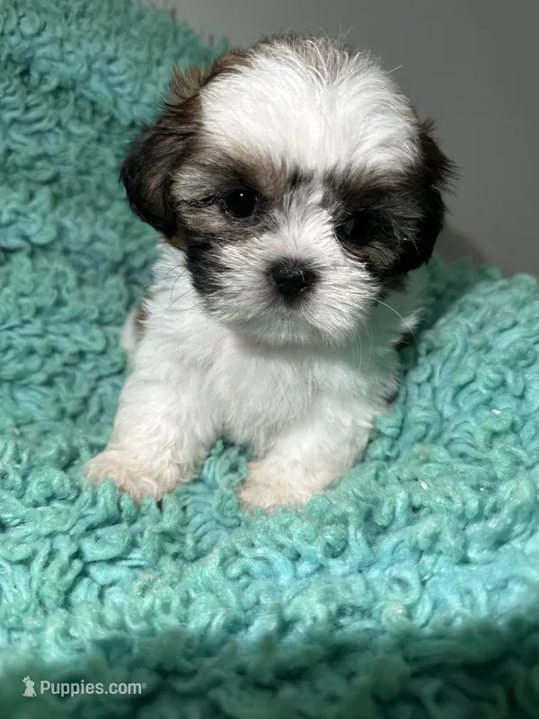 Kang – Shih Tzu puppy for sale in Augusta, GA