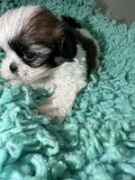 Kong, a male Shih Tzu for sale in Augusta, GA – 5 of 8