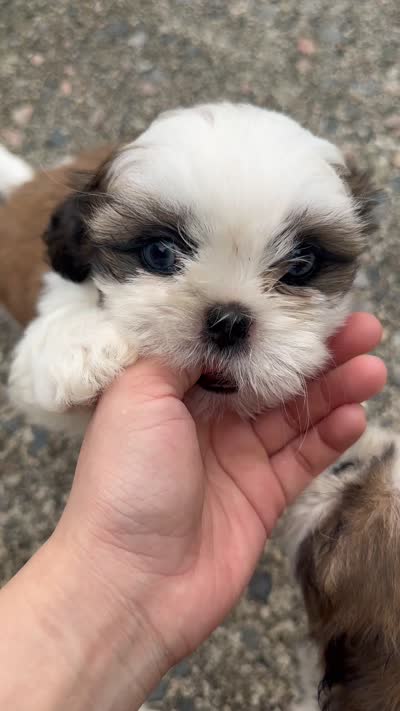 Donut, a female Shih Tzu for sale in Augusta, GA – 4 of 5