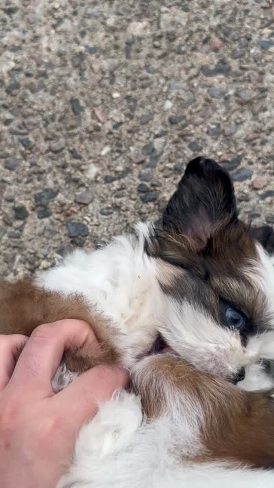 Donut, a female Shih Tzu for sale in Augusta, GA – 3 of 5