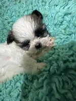 Kong, a male Shih Tzu for sale in Augusta, GA – 6 of 8