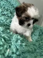 Kong, a male Shih Tzu for sale in Augusta, GA – 7 of 8