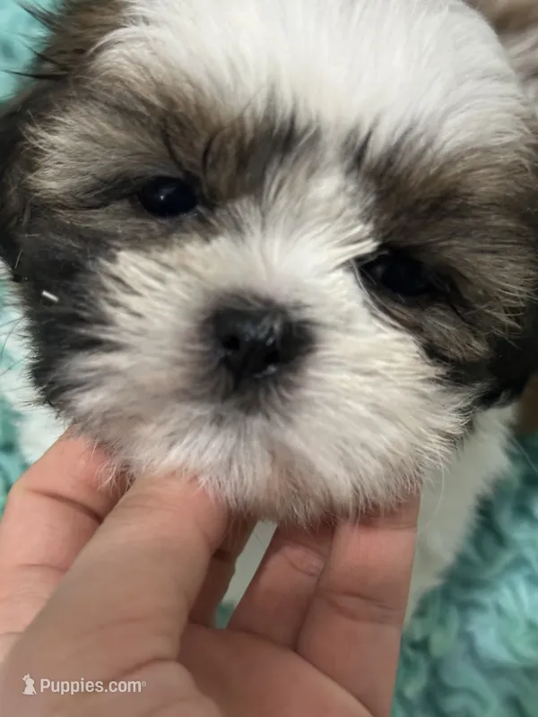 Kong – Shih Tzu puppy for sale in Augusta, GA