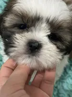 Kong, a male Shih Tzu for sale in Augusta, GA – 1 of 8
