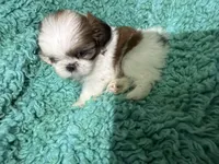 Cookie, a female Shih Tzu for sale in Augusta, GA – 4 of 4