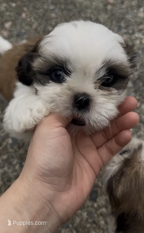 Donut – Shih Tzu puppy for sale in Augusta, GA