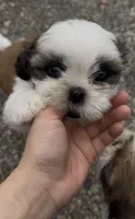 Donut, a female Shih Tzu for sale in Augusta, GA – 1 of 5