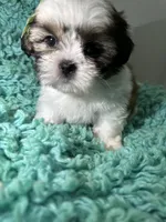 King , a male Shih Tzu for sale in Augusta, GA – 2 of 2