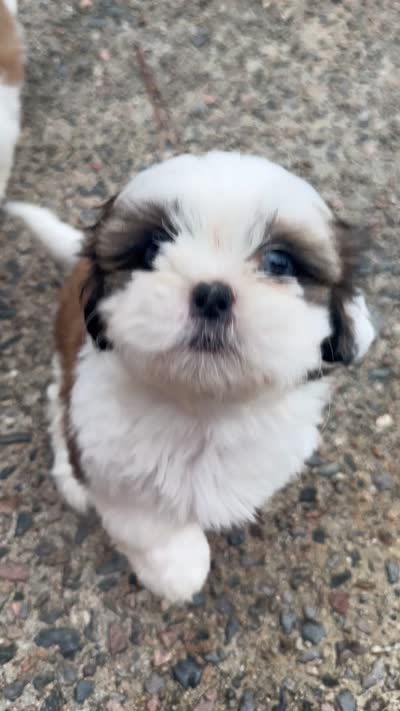 Donut, a female Shih Tzu for sale in Augusta, GA – 2 of 5