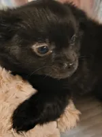 Chiefs Ransom , a male Chihuahua for sale in Lebanon, MO – 6 of 6