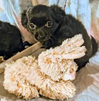 Aspen, a female Chihuahua for sale in Lebanon, MO – 5 of 6