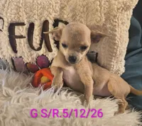 Stormys Princess LC, a female Chihuahua for sale in Lebanon, MO – 3 of 7