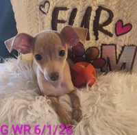 Rosie, a female Chihuahua for sale in Lebanon, MO – 2 of 6