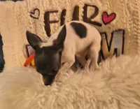 Willows Girl, a female Chihuahua for sale in Lebanon, MO – 2 of 8