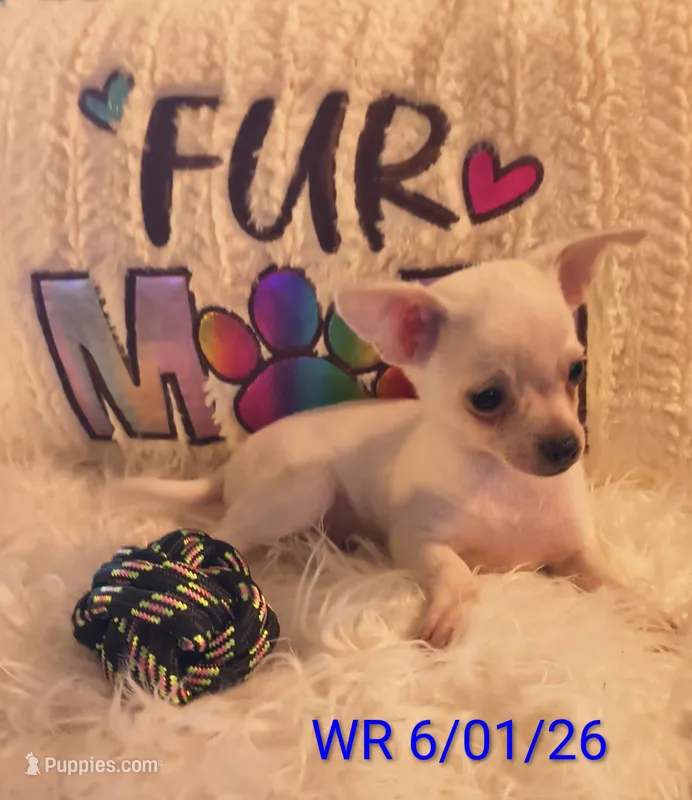 Casper – Chihuahua puppy for sale in Lebanon, MO