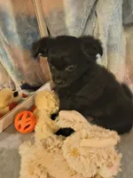 Aspen, a female Chihuahua for sale in Lebanon, MO – 6 of 6