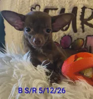 Winston, a male Chihuahua for sale in Lebanon, MO – 6 of 6