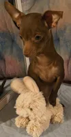 Sage, a female Chihuahua for sale in Lebanon, MO – 4 of 6
