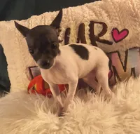 Willows Girl, a female Chihuahua for sale in Lebanon, MO – 5 of 8
