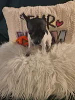 Willows Girl, a female Chihuahua for sale in Lebanon, MO – 3 of 8