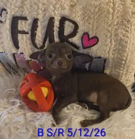 Winston, a male Chihuahua for sale in Lebanon, MO – 5 of 6
