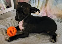 Meadow, a female Chihuahua for sale in Lebanon, MO – 2 of 4