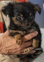 Precious , a female Chihuahua for sale in Lebanon, MO – 2 of 6