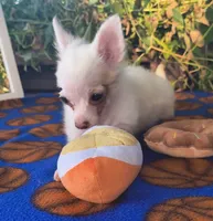 Morning Star, a female Chihuahua for sale in Lebanon, MO – 5 of 5