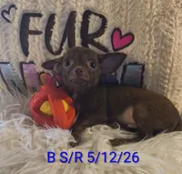 Winston, a male Chihuahua for sale in Lebanon, MO – 2 of 6