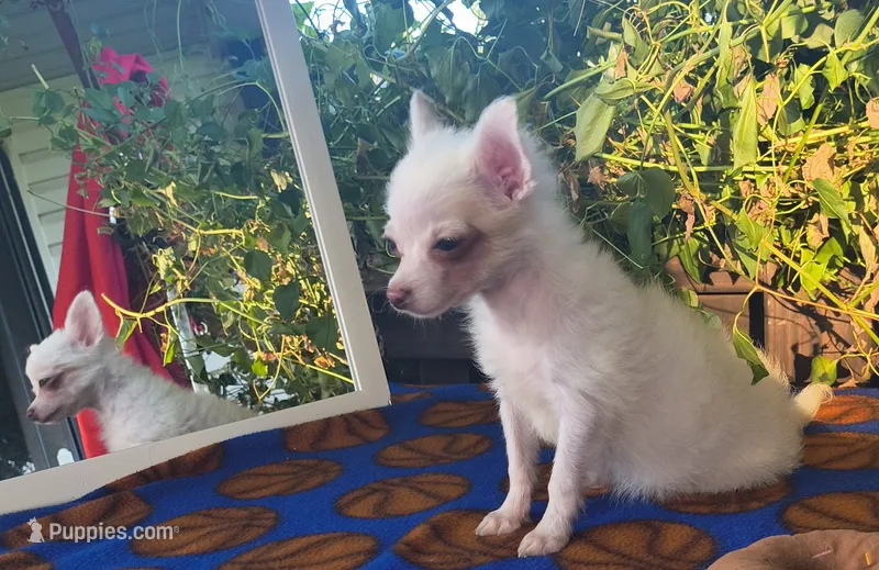 Morning Star – Chihuahua puppy for sale in Lebanon, MO