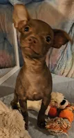 Sage, a female Chihuahua for sale in Lebanon, MO – 2 of 6