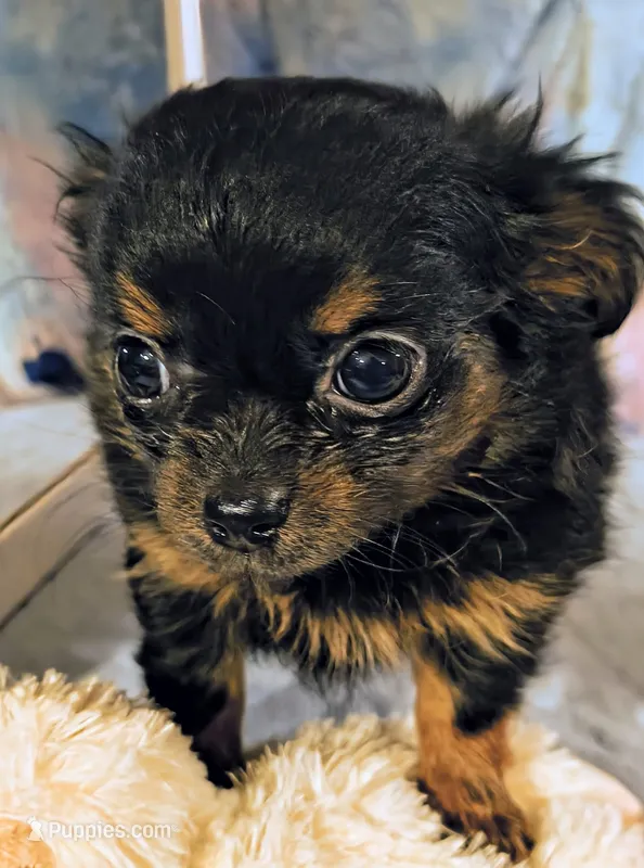 Precious  – Chihuahua puppy on hold in Lebanon, MO
