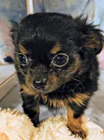 Precious , a female Chihuahua for sale in Lebanon, MO – 1 of 6