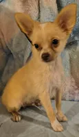 Rimi, a male Chihuahua for sale in Lebanon, MO – 4 of 4