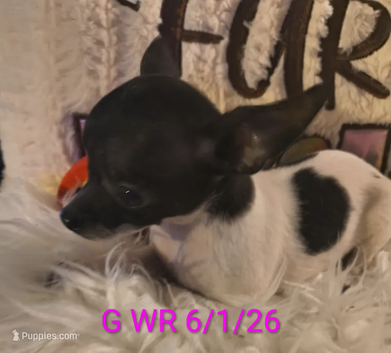 Willows Girl – Chihuahua puppy for sale in Lebanon, MO