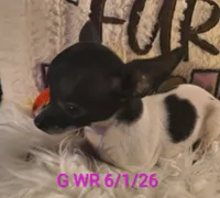 Willows Girl, a female Chihuahua for sale in Lebanon, MO – 1 of 8
