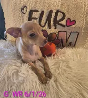 Rosie, a female Chihuahua for sale in Lebanon, MO – 5 of 6