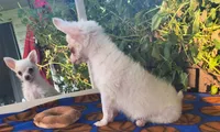 Morning Star, a female Chihuahua for sale in Lebanon, MO – 4 of 5