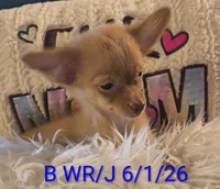 Alto- LC, a male Chihuahua for sale in Lebanon, MO – 2 of 5
