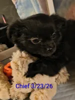 Chiefs Ransom , a male Chihuahua for sale in Lebanon, MO – 5 of 6
