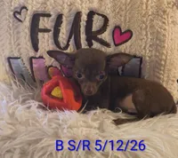 Winston, a male Chihuahua for sale in Lebanon, MO – 4 of 6