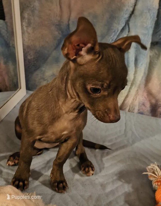 Sage – Chihuahua puppy for sale in Lebanon, MO