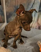 Sage, a female Chihuahua for sale in Lebanon, MO – 1 of 6