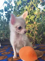 Morning Star, a female Chihuahua for sale in Lebanon, MO – 3 of 5