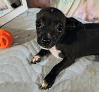 Meadow, a female Chihuahua for sale in Lebanon, MO – 4 of 4