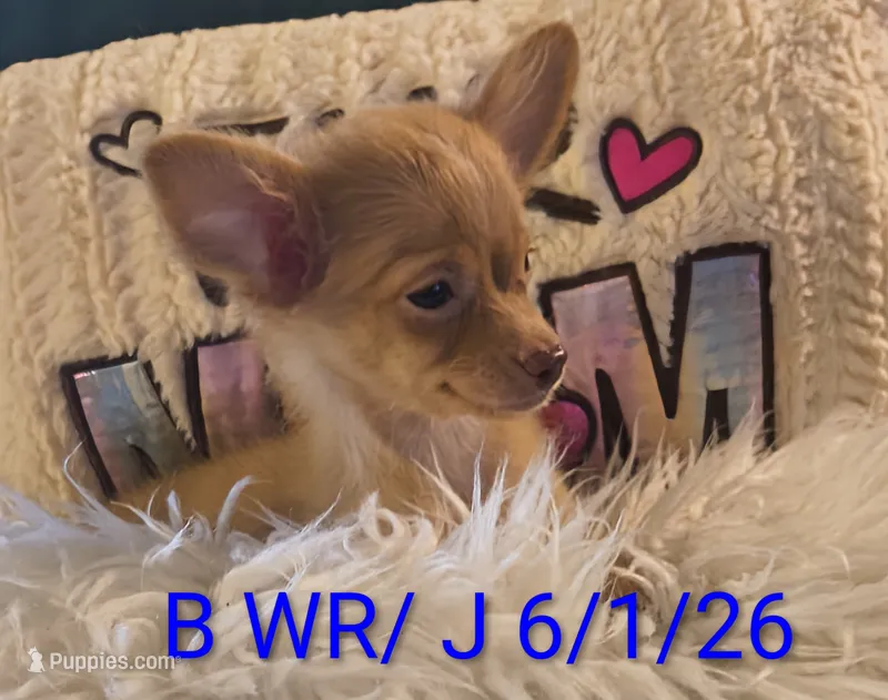 Alto- LC – Chihuahua puppy for sale in Lebanon, MO