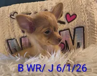 Alto- LC, a male Chihuahua for sale in Lebanon, MO – 1 of 5