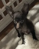 Buddy, a male Chihuahua for sale in Lebanon, MO – Photo 2 of 3