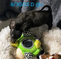 Buddy, a male Chihuahua for sale in Lebanon, MO – Photo 3 of 3