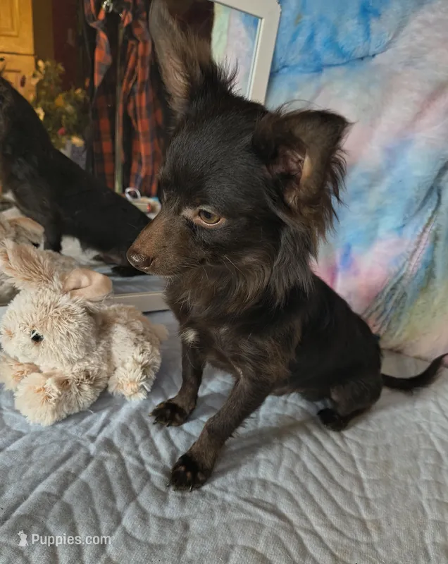 Buddy – Chihuahua puppy for sale in Lebanon, MO